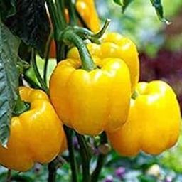 Capsicum Yellow pack of 25 seeds-image-10