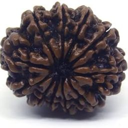 Venus Gems Gallery 11 Mukhi Rudraksha Real Nepali 11 Face Rudraksha Original Certified Gyara Mukhi Rudraksha Eleven Mukhi Rudraksha Gyarah Mukhi Rudraksha for All ११ मुखी रुद्राक्ष 11 मुखी रुद्राक्ष-picture-26