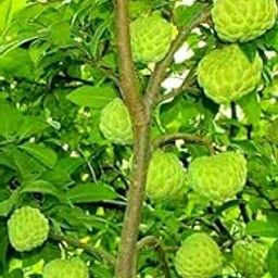 Live Shareefa (Custard Apple) Fruit Plant – Annona squamosa | Sweet Tropical Fruit Tree for Home Garden & Pots | SHAREEFA WITH POT-image-0