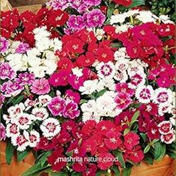 Beautifull Dianthus Mixed Flower seeds for Home Gardening pack of 50 seeds-image-12