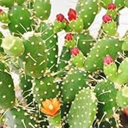 Amit Plant Cafe Nagphani/Nagfani Cactus Small Medicinal Plant Without pot Live Plant-image-93