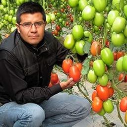 Tomato seeds Italian Variety vegetable F1 Hybrid seeds H/G 100 seeds-image-13