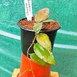 Exotic & Rare Hoya Caudata Sumatra II Grow your own garden-10