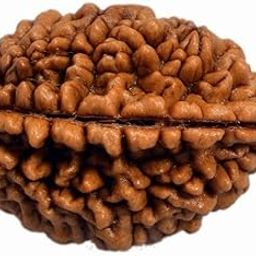 Original Certified Rudraksha Mukhi Rudraksha Bead Natural Rudra Religious Rosary Bead for Unisex Adult-image-21