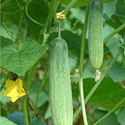 Summer Salad Cucumber Seeds Hybrid F1 Salad Cucumber Seeds (pack of-70)-image-58