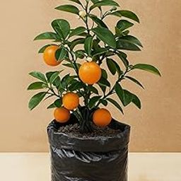 Yo Green High Yield Hybrid All Seasons Tangerine Fruit Tree Live Plant for Home Kitchen Terrace Garden Santre Ka Podha Santre Phal Ka Paudha Grafted Outdoor (Tangerine Plant, Without Pot)-image-86
