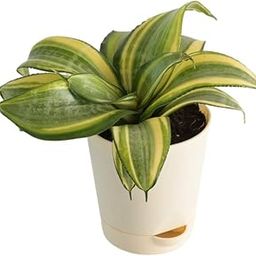 Ugaoo Air Purifying Snake Plant (Sansevieria Golden) with Self Watering Pot-image-35