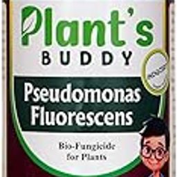 PLANT'S BUDDY - Pseudomonas Fluorescens Liquid (2 * 10^9 CFU/ml) - Bio-Fungicide for All Indoor and Outdoor Plants - Effective against Root-rot, Stem-rot, Leaf Spot, Powdery Mildew - 500 ml-picture-21