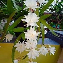 Brahma kamal plant Live Plant – Night-Blooming Flower Pack of 1 Heathy plant-image-21