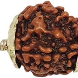 Royal Gems 3 Mukhi Rudraksha Original Certified Nepali AAA+++ Quality Natural Tin Mukhi Teen Mukhi Ruthratcham 3 Face Brahma Vishnu Mahesh Trimukhi Rudraksha 3 मुखी रुद्राक्ष ओरिजनल-image-2