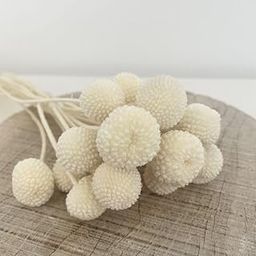 Dried Crasspedia Billy Balls Flower, White-image-9