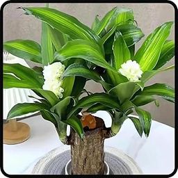 Lucky Brazil Wood Potted Plant | Healthy Indoor Live Lucky Plant | Brazilian Wood Plant for Living Room, Feng Shui Plant (Pack of 1 Pcs with out pot) brazi-image-68