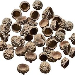UJEAVETTE 100Pcs Natural Acorns Real Acorns Caps Home DIY Christmas Natural Acorn Caps-image-2