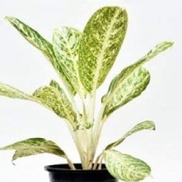 Aglaonema White Dust Live Plant-picture-14