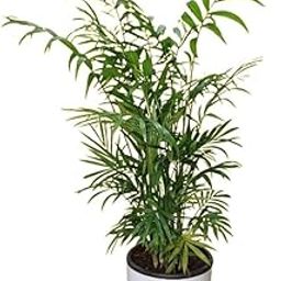 Sugram Plants Air Purifying Bamboo Palm Plant with Additional 5.5 inch Pot for Self Watering | For Home, Office, Livingroom, Bedroom,Garden Decor (Healthy Live Plant) indoor plants for living room-image-84