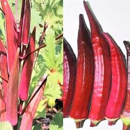 GROMAX India Red Bhindi Seeds For Home Garden, Okra Red Lady Finger Seeds "Hybrid" For Planting, Vegetable seeds, Non-GMO Seeds, High Germination Rate-image-41
