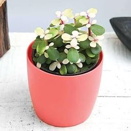 Mphmi Nursery Delhi Plant NCR Midstripe Rainbow Bush, Portulacaria afra medio-picta - Succulent Plant-image-89