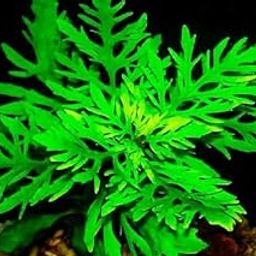 Hygrophila difformis (Pack of 18 to 20 stem)-image-11