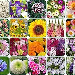 Aero Seeds Combo Of 640+ Seeds 20 Varieties of Flower Seeds For Your Garden Beautiful Bloom Germination Seeds-image-64