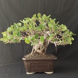 Manju Nursery Banyan Bonsai Marri Baniyana baragad Paniyan Chinese Banyan Malayan Banyan Indian Laurel Ficus Curtain Fig Tree Ficus Long Island Mini Chaina Bot Banyan 3 Years Old Bonsai Live Plant-image-83