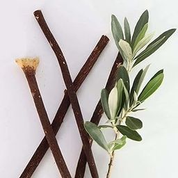 Weinbux Zaitoon Olive Herbal Miswak Natural Toothbrush Sticks | For Plaque Removal | Eco Friendly Chewing Sticks | Manual | Healthy Toothbrush | Pack of 3-picture-17
