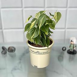 Indian Gardens - Philodendron Brasil | hederaceum | Indoor Home Decor Plant | Live Plant | (4 Inch Premium Pot)-image-77