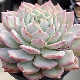Live Vishnu Kamal Original Succulent Plant with Plastic Pot For Good Luck Indoor Home office Garden Decore Pack of 1 With Pot-image-72