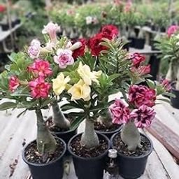 Adenium Plant live Combo Without Pot Bosnai Multi Petal Desert Rose (Set of 5 Plants) | (Combo) | BSWS_06-image-31
