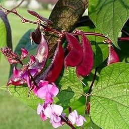 MaliaGarden Red Flat Lima Bean Vegetable Seeds - Hybrid Sem - Red Bakla Seeds (Phaseolus Lunatus) Seed for Home Gardening Seeds - Pack Of 20 Seeds.-image-16