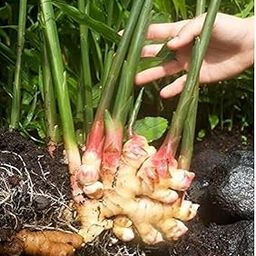 Galangal ginger seeds || Seeds for galangal ginger || 11 Bulbs-image-66