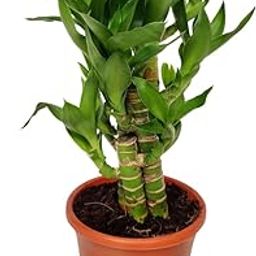 CAPPL Live Lotus Bamboo Indoor Indoor Bonsai Plants (10-20 cm) For Living Room, Desk, Table Corner, Office, Home Decoration-image-6