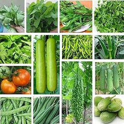 Seedbasket Summer Native Vegetable Seeds Kit, 14-Pack, for Home Garden, Includes 14 Varieties, Non-GMO, Easy to Grow, Outdoor & Indoor Use, Perfect for Beginners and Gardeners-image-70