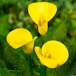 Zantedeschia Calla Lily Flower Bulbs Plant Live for Home Gardening Pack of 2 bulbs By Zabbus yellow-image-62
