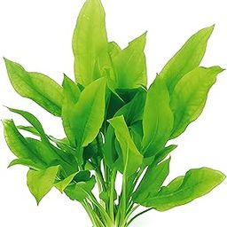Moss and More - 'AMAZON SWORD 'Dollar' - Echinodorus Bleheri Plant - Natural Cleaning Filter for Water - Long Lasting & Easy to Maintain Live Aquarium Plants Decorations-picture-0