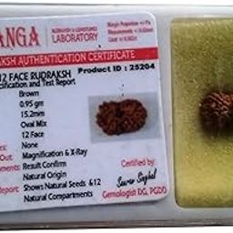 Takshila Gems® Natural 12 Face Rudraksha (15-16 mm) 12 Mukhi Rudraksha Lab Certified Rudraksha-image-75