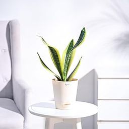 UGAOO Sansevieria Futura Superba Snake Plant with Self Watering Pot-image-40