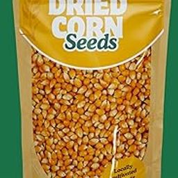 Grow Green Organic Popcorn Seed and Popcorn Kernel | Big Size Unpopped Kernels | Pack of 500gm-image-17