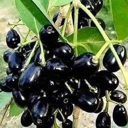 Jamun Tree, Syzygium cumini - Plant Java plum jamun Malabar-picture-30