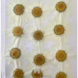 Natural Real Pressed Daisy Dry Flowers for Art Craft Multicolor Dry Pressed Daisy Flower for Soap, Artificial Candles, Scrapbooking, DIY, Resin Jewelry, Pendant - (12 pc Flower Pack) (White)-image-65