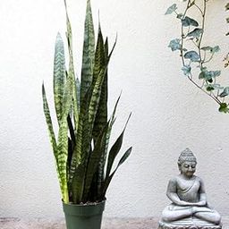 Snake plant live indoor (Tall Sansevieria plant variety for more Air Purification and Oxygen) Pack of 1 With pot Big size-image-24