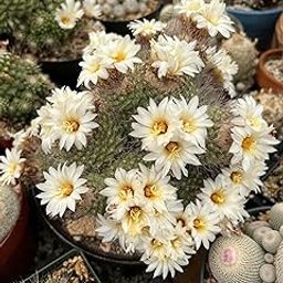 Mammillaria Pectinifera Live Cactus Plant (Mammillaria elongata),(Mammillaria pseudoperbelle) – Rare Miniature Succulent for Home or Garden Not Included Pot Indoor/Outdoor Pack of1.-image-81