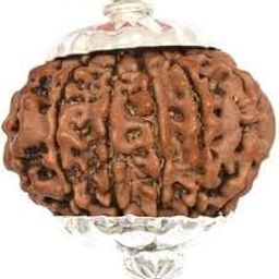12 Mukhi Nepali Rudraksha Silver Pendant Original बारह मुखी रुद्राक्ष Brown Color Twelve 12 Face Rudraksha IGL Certified Pure Barah Mukhi Rudraksh Blessed Lord Vishnu For Wear-picture-42