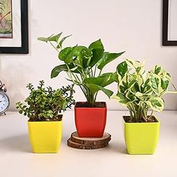 FlowerAura Air Purify Live Indoor Set of 3 Jade Plant, Money Plant & White Pothos Plant In Plastic Pots For Living Room, Balcony, Bedroom, Home/Office Decor & Occasions Gift (Same Day Delivery)-image-87