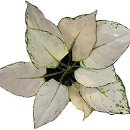 The Four Seasons Aglaonema Super White | Rare Natural Live Plant in Pot-image-66