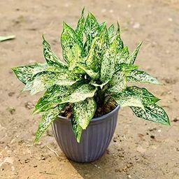 Green aglaonema live plant, Indoor snow white plant leaf pack of 1 big plant-image-96