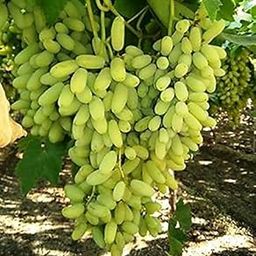 Grun Live Plant (Jambolan/Java Plum/Black Plum/Jamun/Njaval) - High Yield Hybrid-picture-11