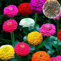 Seedbasket Zinnia Liliput Mixed Summer Flower (100 Seeds) – Compact Colorful Flowers for Small Gardens, Containers, and Borders, Summer Blooms-image-76