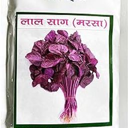 Red Leaf Seed 25g | Lal Saag Seed |Lal Marsa Beej |Red Stem Seeds for Gardening outside and Terrace Beej | Lal Saag (Amaranthus dubius) Spinach-image-64