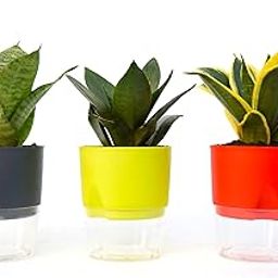 India gardening Sansevieria longiflora Snake plant, Mother-in-Tongue’ Snake Plant, Sensevieria Snake Plant Combo Pack of 3With Self Watering Pot-image-47