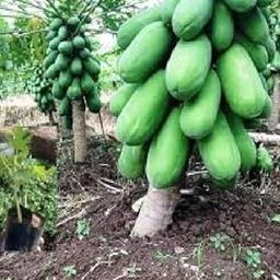 F1 Hybrid papaya seeds red lady 786 taiwan-image-28